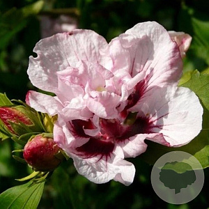 Hibiscus syr. 'Leopoldii' 175-200 cm draadkluit struik op Stam