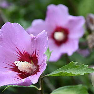Hibiscus syr. 'Mauve Queen' 100-125 cm 25L