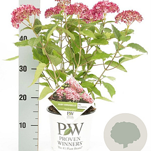 Hydrangea a. Sweet Annabelle GM 3,0L leverbaar