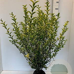 Ligustrum oval. 'Aureum' 80-100 cm met kluit