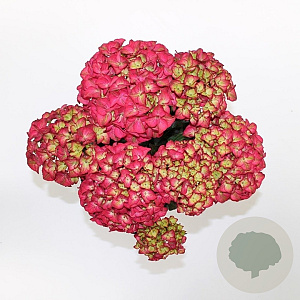 Hydrangea m. Bl D.Red Angel Purple 15-20 cm 2,0L