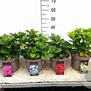 Hydrangea m. Forever & Ever Mix 30-40 cm 5,0L