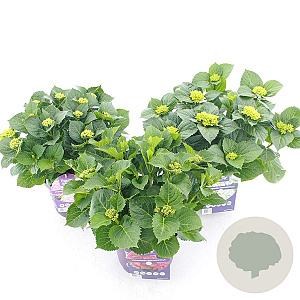 Hydrangea m. Forever & Ever Mix 30-40 cm 5,0L