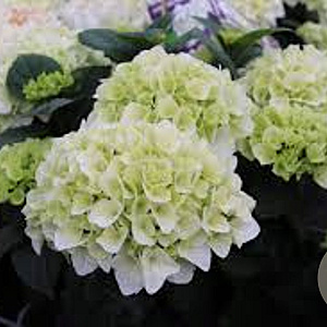 Hydrangea m. Forever & Ever White 30-35 cm 5,0L