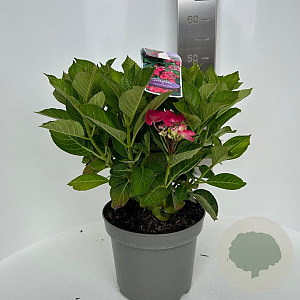 Hydrangea m. Frisbee Hot Pink 40-50 cm 5,0L