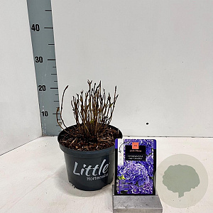 Hydrangea m. 'Little Blue' 15-20 cm 2,0L