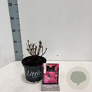 Hydrangea m. 'Little Pink' 15-20 cm 2,0L