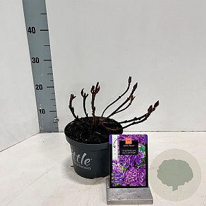 Hydrangea m. 'Little Purple' 15-20 cm 2,0L