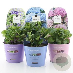 Hydrangea m. Mag. Four Seasons Mix 15-20 cm 2,0L