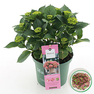 Hydrangea m. Magical Greenfire 30-40 cm 5,0L rood