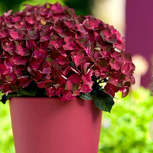 Hydrangea m. Magical Ruby Tuesday 15-20 cm 2,0L