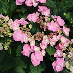 Hydrangea m. 'Messalina' GM 3,0L leverbaar