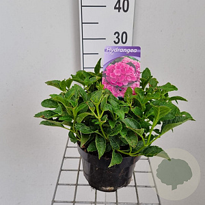 Hydrangea m. 'Pia' 10-15 cm 2,0L