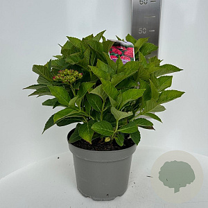 Hydrangea m. Royal Red 40-50 cm 5,0L