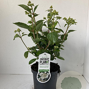 Hydrangea pan. 'Dharuma' 25-30 cm 3,0L