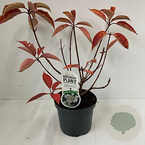 Hydrangea pan. 'Dharuma' 25-30 cm 3,0L