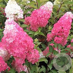 Hydrangea pan. Fraise Melba 40-60 cm 25L