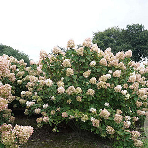 Hydrangea pan. 'Limelight' 175-200 cm draadkluit struik op Stam