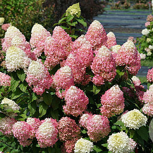 Hydrangea pan. Quick Fire 40-60 cm 10L