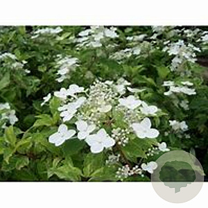 Hydrangea pan. 'Shikoku Flash' 60-80 cm 20L