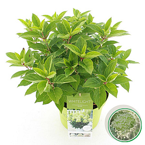 Hydrangea pan. Whitelight 35-45 cm 5,0L