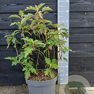 Hydrangea querc. Ice Crystal 40-50 cm 10L