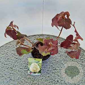 Hydrangea querc. Tara 30-40 cm 2,5L