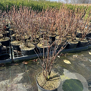 Hypericum i. 'Elstead' 30-40 cm 2,0L