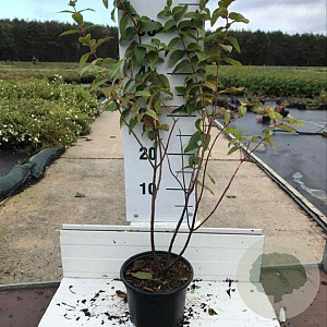 Hypericum i. 'Elstead' 30-40 cm 2,0L
