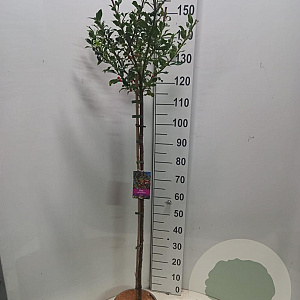 Ilex aq. 'Alaska' 100 cm stam 5,0L