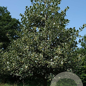 Ilex aq. 'Argentea Marginata' 20-25 HO draadkluit