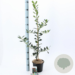 Ilex aq. 'J.C. van Tol' 40-60 cm 3,0L