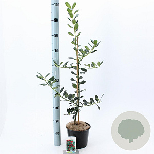 Ilex aq. 'J.C. van Tol' 40-60 cm 3,0L