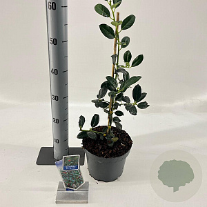 Ilex aq. 'J.C. van Tol' 40-60 cm 3,0L