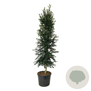 Ilex aquipernyi Dragon Lady 225-250 cm cont. 90L extra