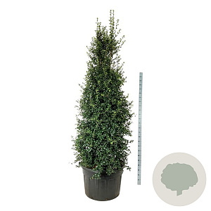 Ilex aquipernyi Dragon Lady 250-300 cm cont. 230L solitair