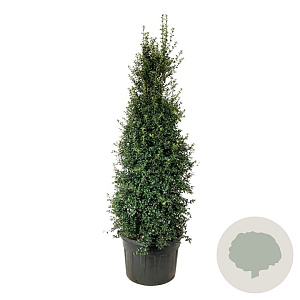 Ilex aquipernyi Dragon Lady 250-300 cm cont. 230L solitair