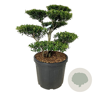 Ilex crenata 'Blondie' 60-80 cm cont. 55L multi bol