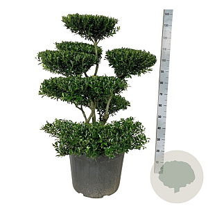 Ilex crenata 'Blondie' 80-100 cm cont. 55L bonsai