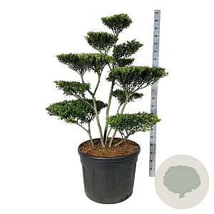 Ilex crenata 'Blondie' 100-125 cm cont. 130L