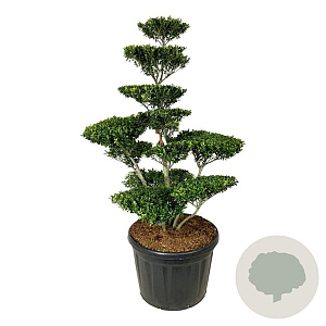 Ilex crenata 'Blondie' 150-175 cm cont. 180L bonsai