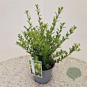 Ilex crenata 'Caroline Upright' 35 cm 2,5L