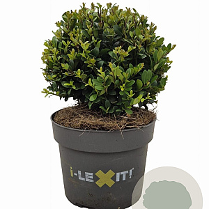 Ilex crenata Dark Green 15 cm 2,0L bol potgekweekt