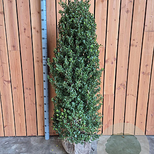Ilex crenata Dark Green 125-150 cm met kluit struik