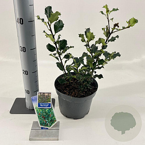 Ilex meserv. 'Blue Angel' 30-35 cm 3,0L