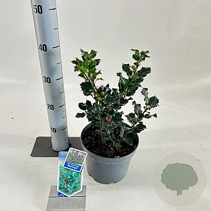 Ilex meserv. 'Blue Angel' 30-35 cm 3,0L