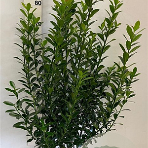 Ilex meserv. 'Heckenpracht' 80-100 cm met kluit