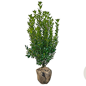 Ilex meserv. 'Heckenpracht' 80-100 cm met kluit