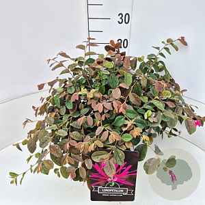 Loropetalum c. 'Daybreak's Flame 35-40 cm 10L
