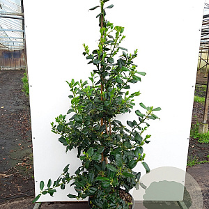 Ilex 'Nellie R. Stevens' 175-200 cm 15L